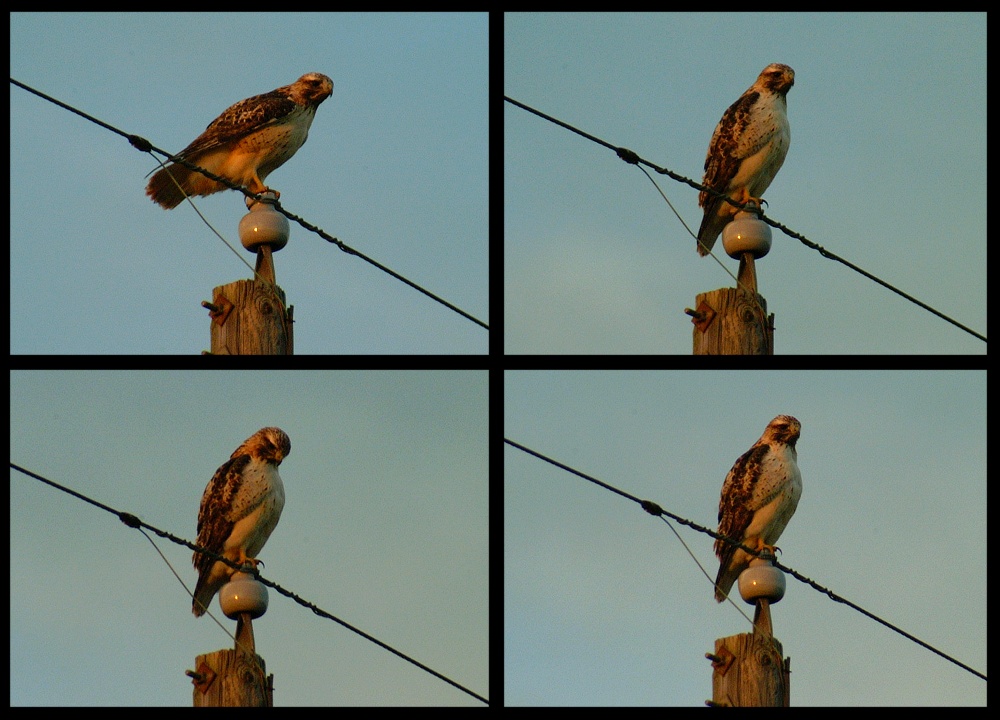 (73) red-tailed hawk montage.jpg   (1000x720)   226 Kb                                    Click to display next picture